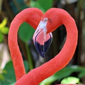 Meet your Posher, Joey